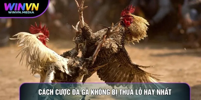 Cách cược đá gà không bị thua lỗ hay nhất