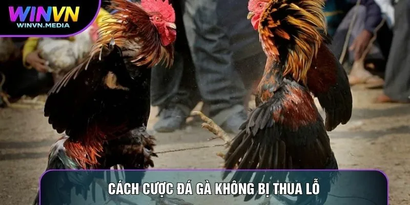 Cách Cược Đá Gà Không Bị Thua Lỗ