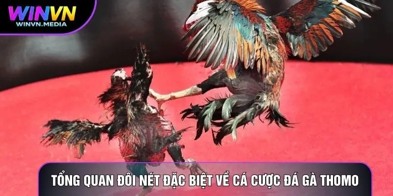 Tổng quan đôi nét đặc biệt về cá cược đá gà thomo